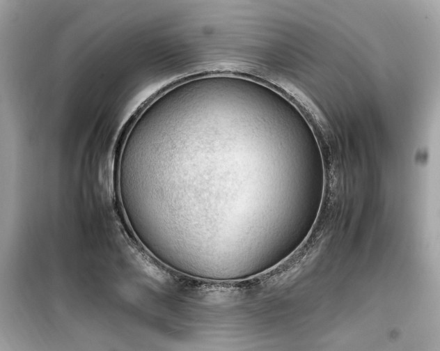 X0000099530886200805161209
