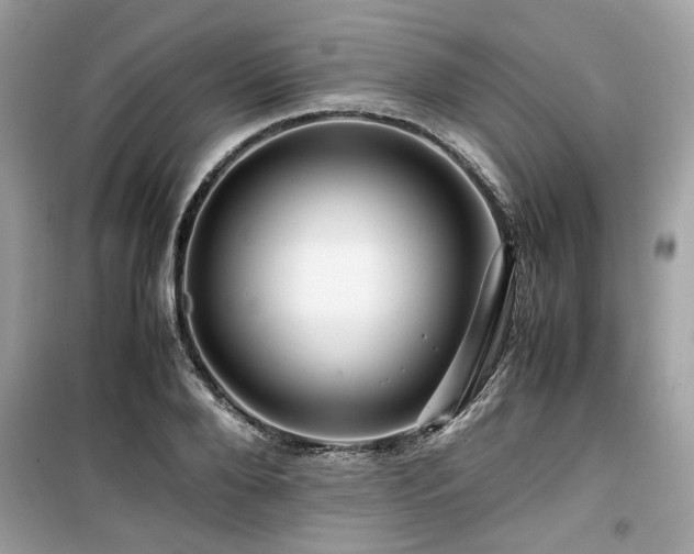X0000099530888200805161209