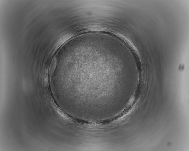 X0000099530889200805161209
