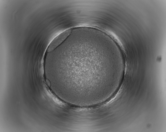 X0000099530892200805161208