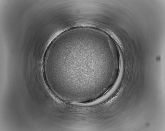 X0000099530893200805161208