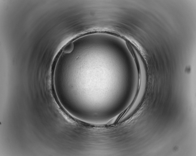 X0000099530894200805161208