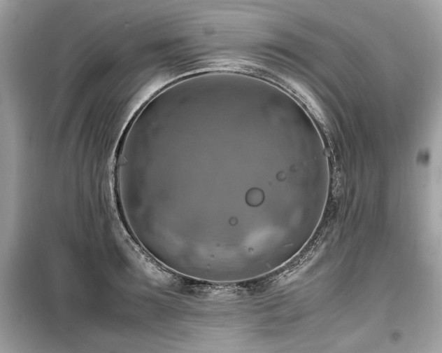 X0000099530899200805161208