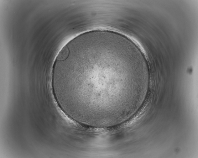 X0000099530903200805161208
