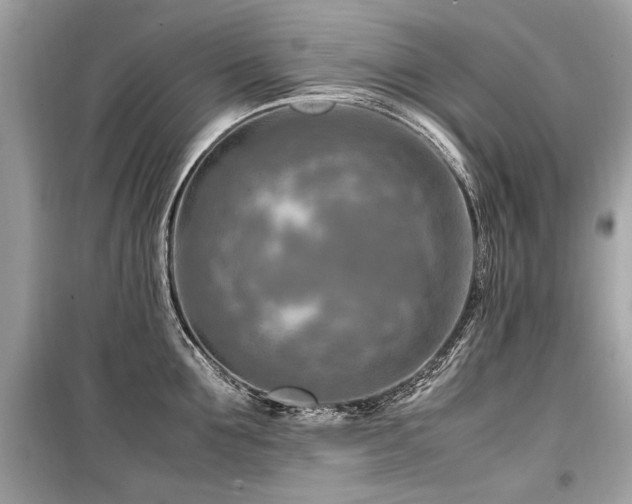 X0000099530907200805161208