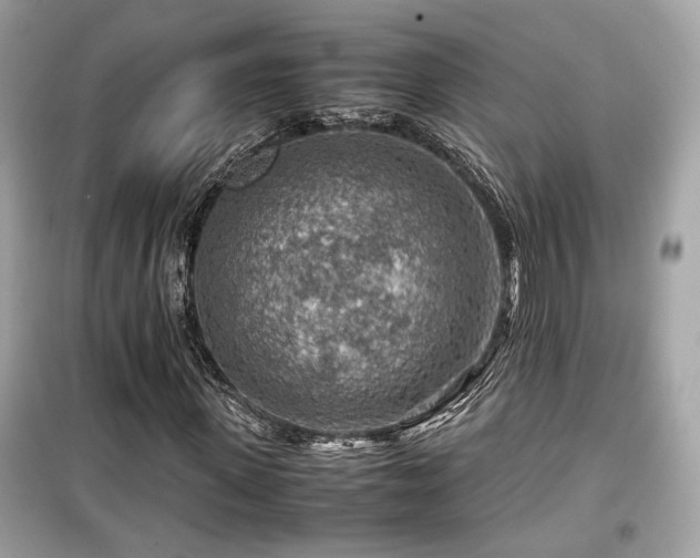 X0000099530915200805161208