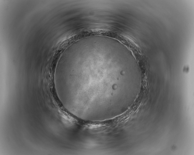 X0000099530917200805161208
