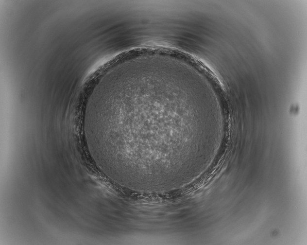 X0000099530919200805161208