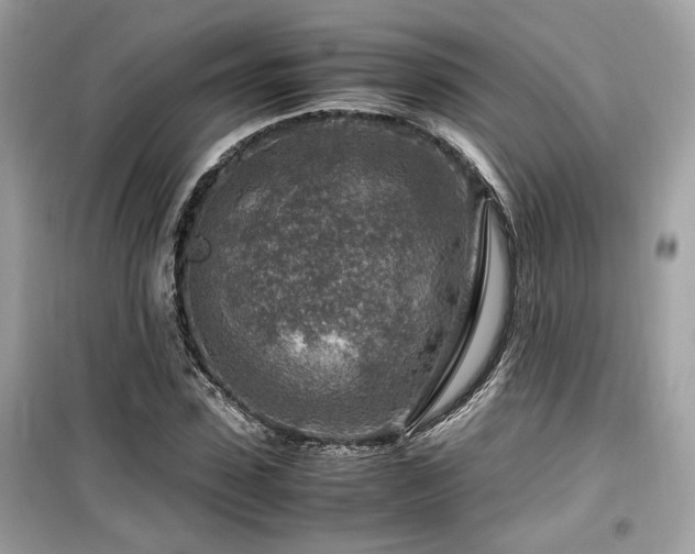 X0000099530923200805161208