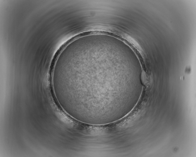 X0000099530928200805161208