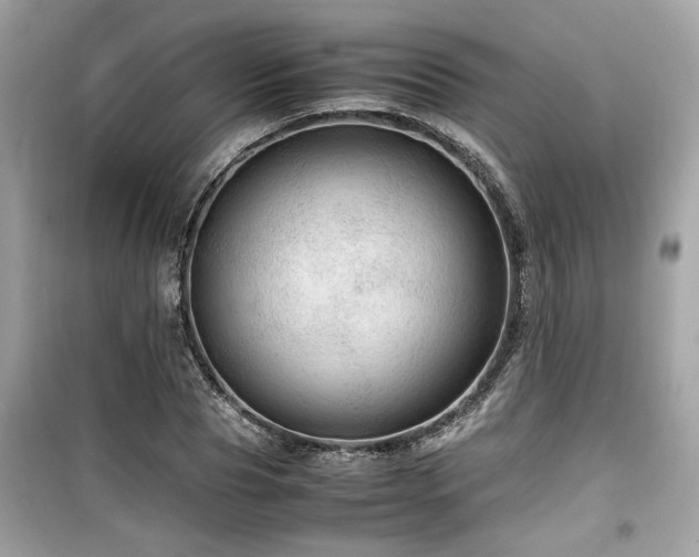 X0000099530929200805161208