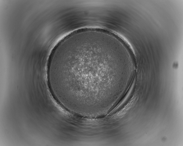 X0000099530935200805161208
