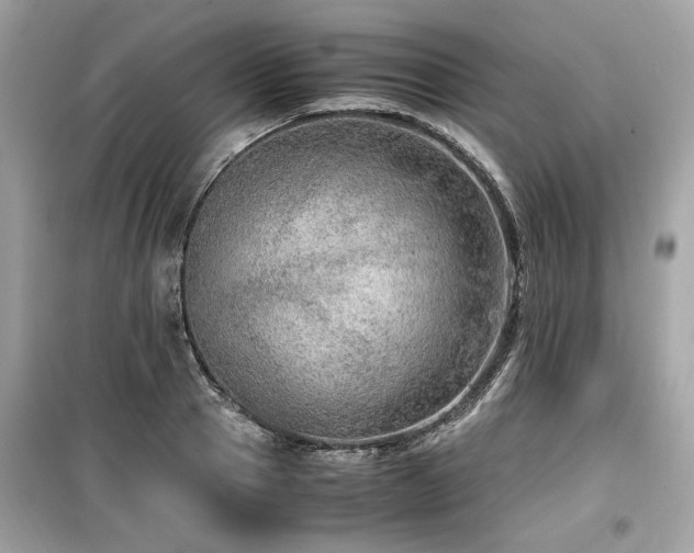 X0000099530937200805161208