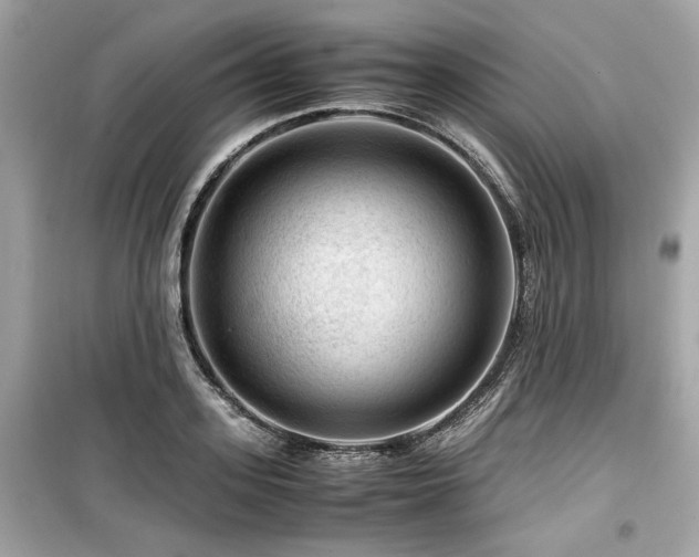 X0000099530939200805161208