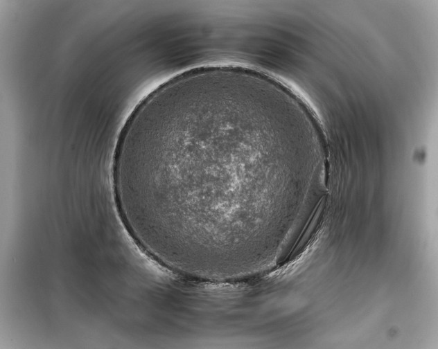 X0000099530943200805161208