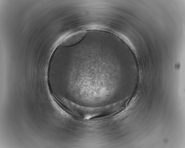 X0000099530946200805161208
