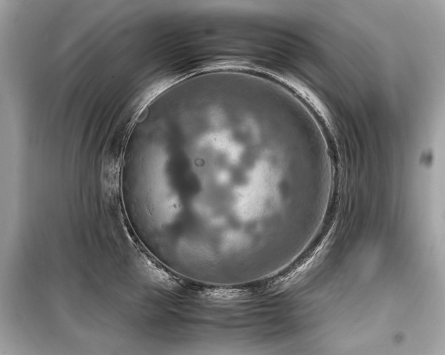 X0000099530953200805161208
