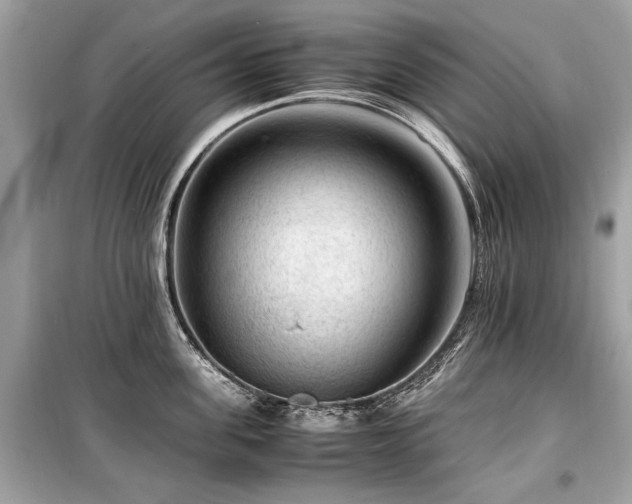 X0000099530955200805161208
