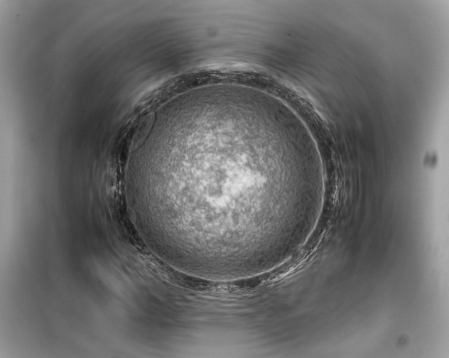 X0000099530966200805161207