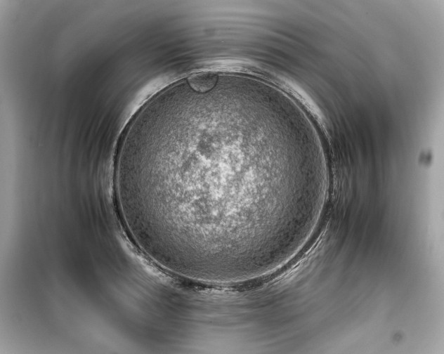 X0000099530994200805161207
