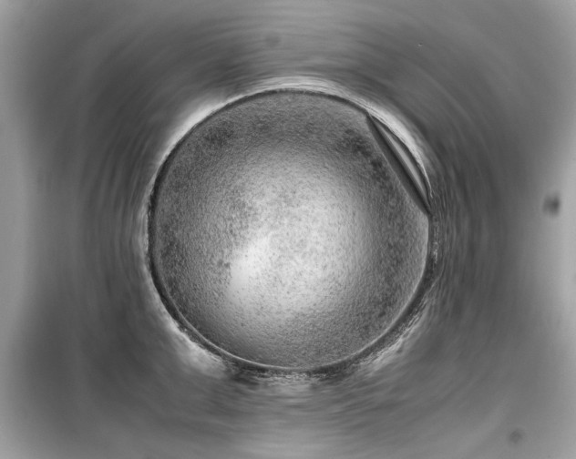 X0000099530999200805161207