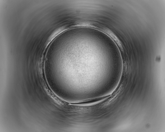 X0000099531002200805161207