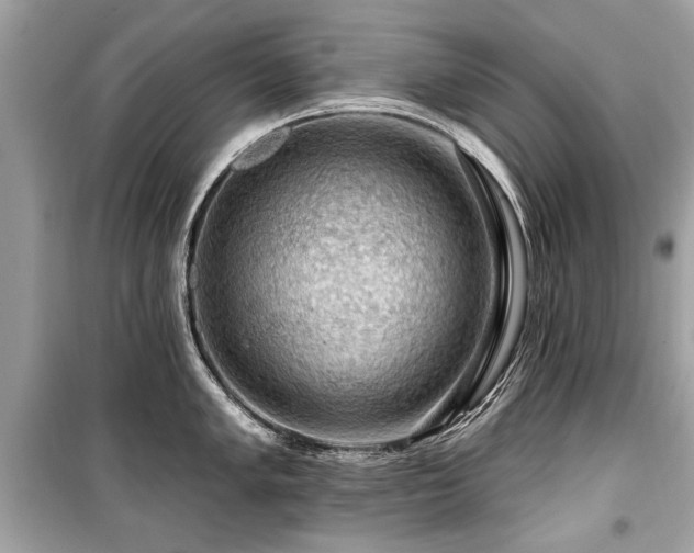 X0000099531005200805161207