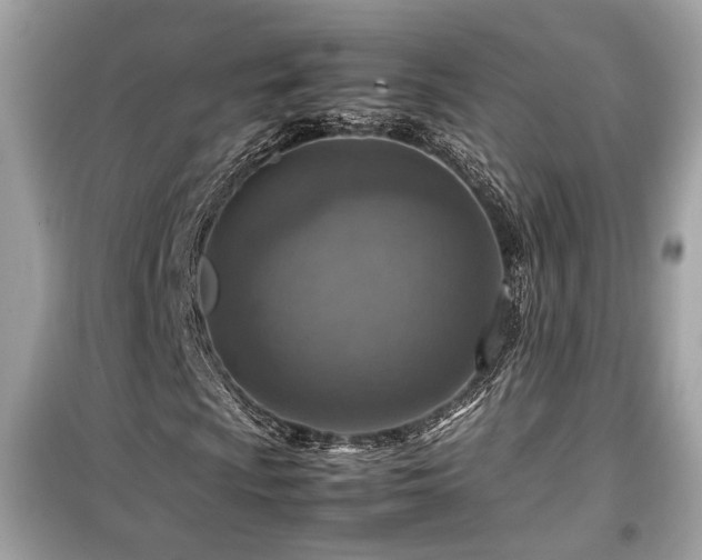 X0000099531009200805161206