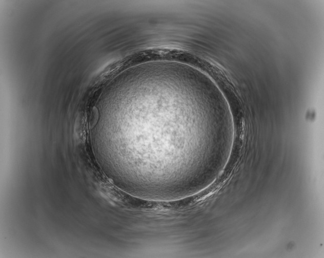 X0000099531014200805161206