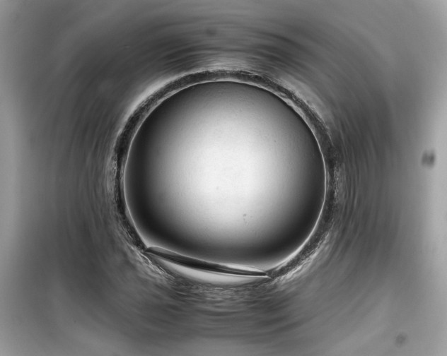 X0000099531021200805161206