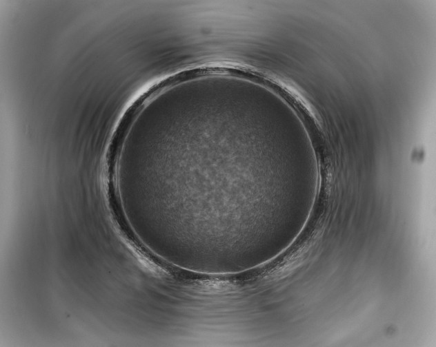 X0000099531024200805161206