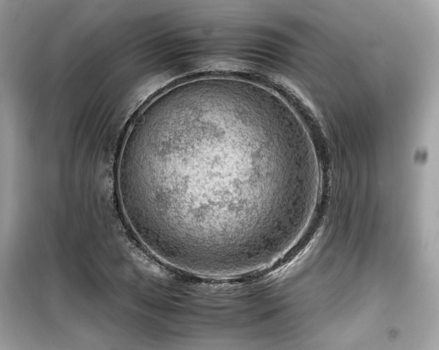 X0000099531025200805161206