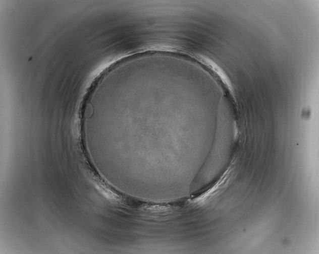 X0000099531027200805161206