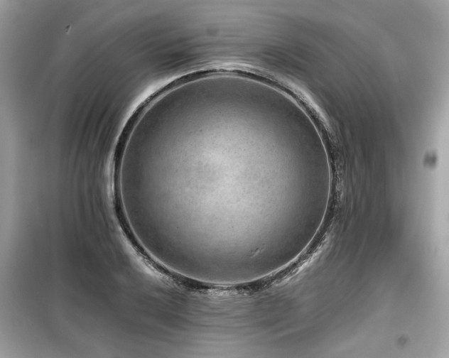 X0000099531032200805161206