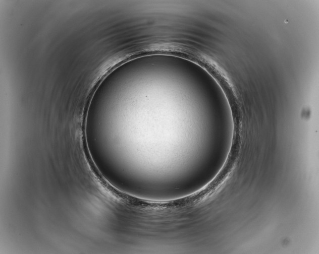 X0000099531033200805161206