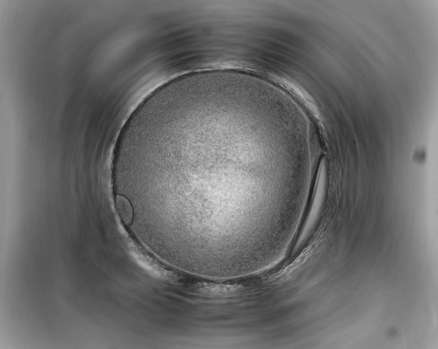 X0000099531039200805161206