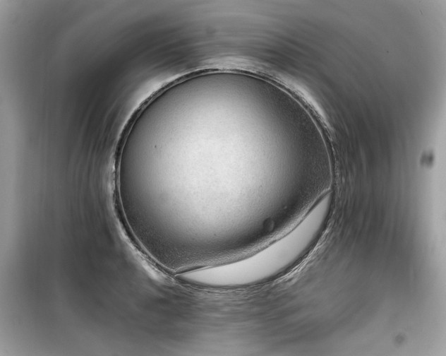 X0000099531040200805161206
