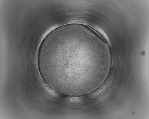 X0000099531043200805161206