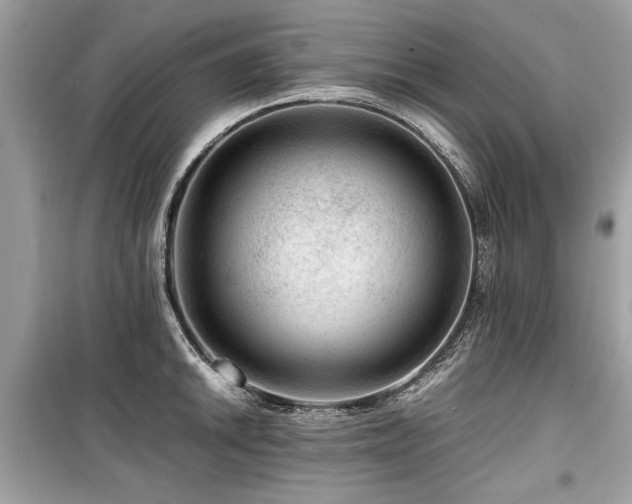 X0000099531046200805161206
