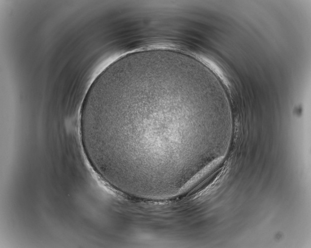 X0000099531047200805161206