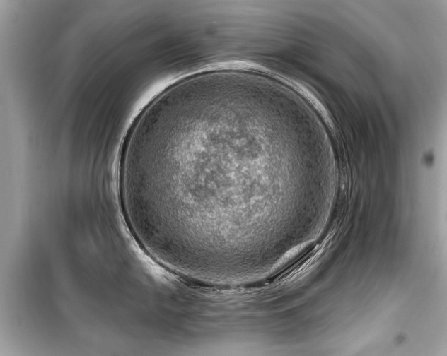 X0000099531054200805161207