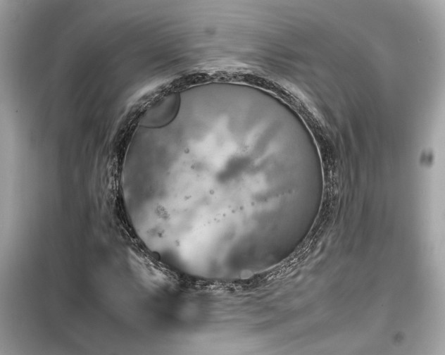 X0000099531063200805161206