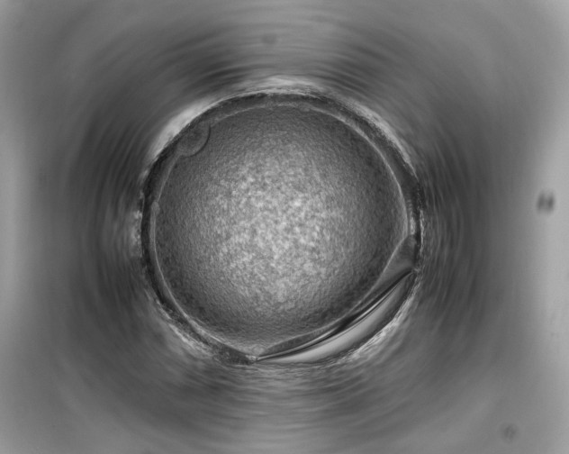 X0000099531066200805161206