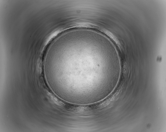 X0000099531067200805161206