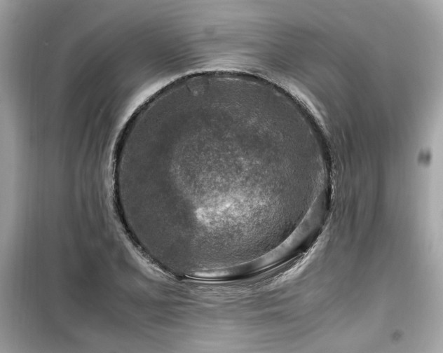 X0000099531077200805161205