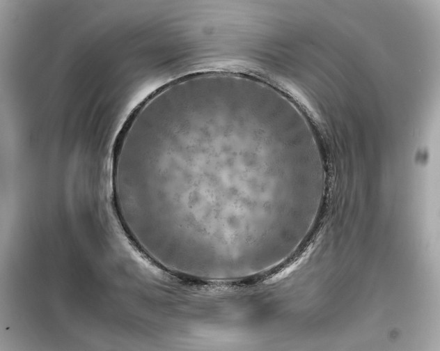 X0000099531079200805161205