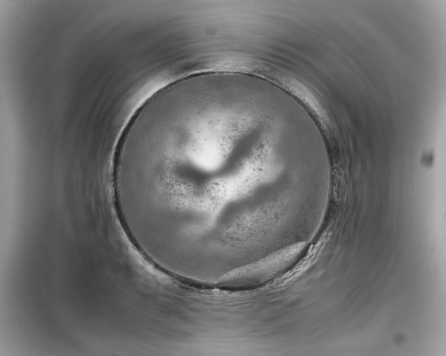 X0000099531087200805161205