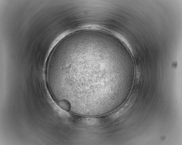 X0000099531090200805161205