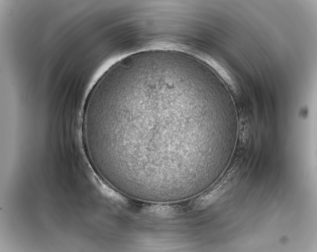 X0000099531094200805161205