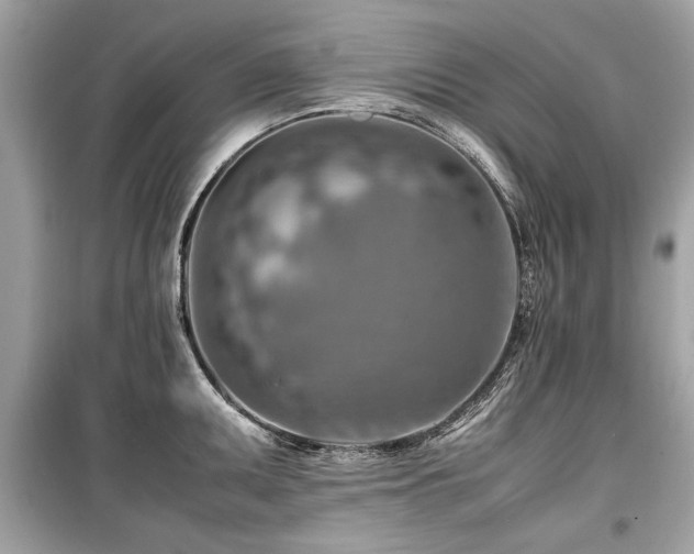 X0000099531095200805161205